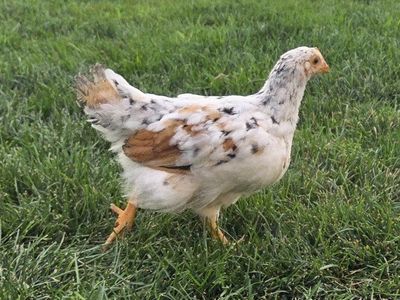 3 Aloha Pullets