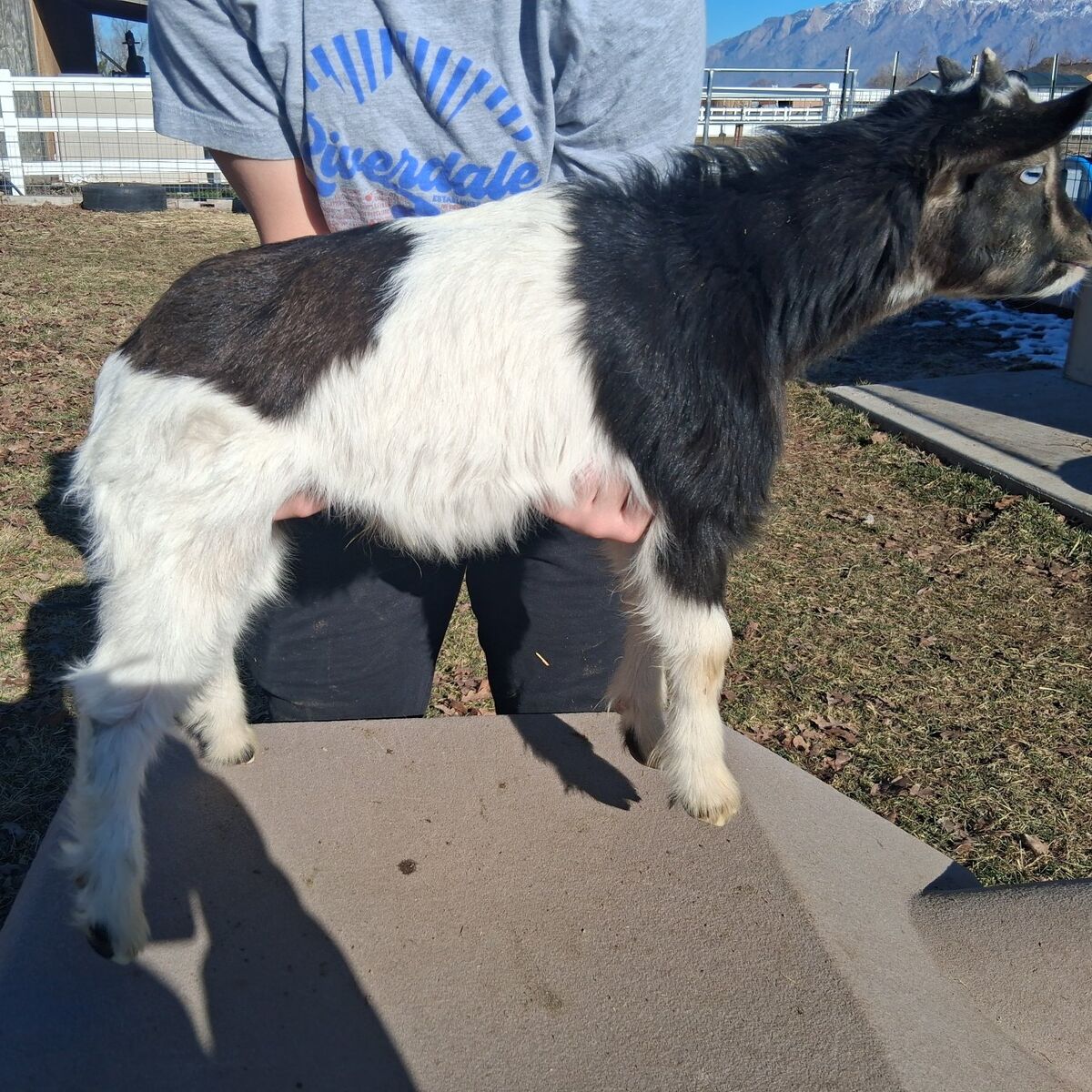 Fainting Bucklings goats