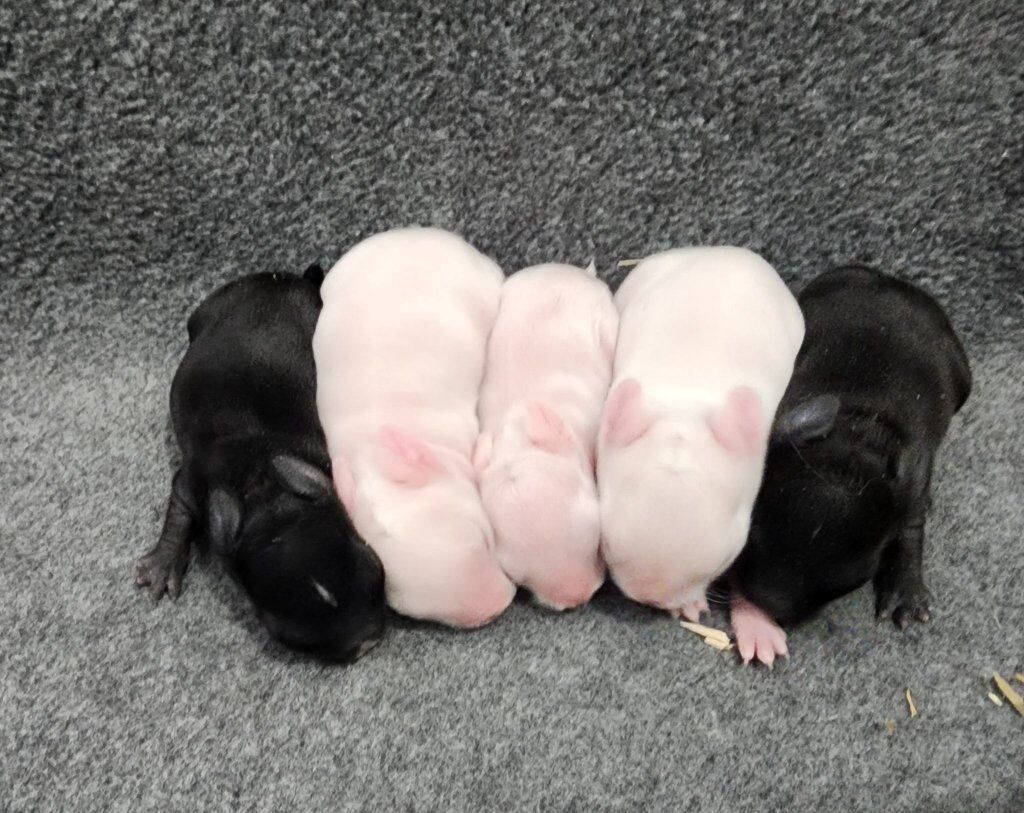 Purebred Netherland Dwarfs