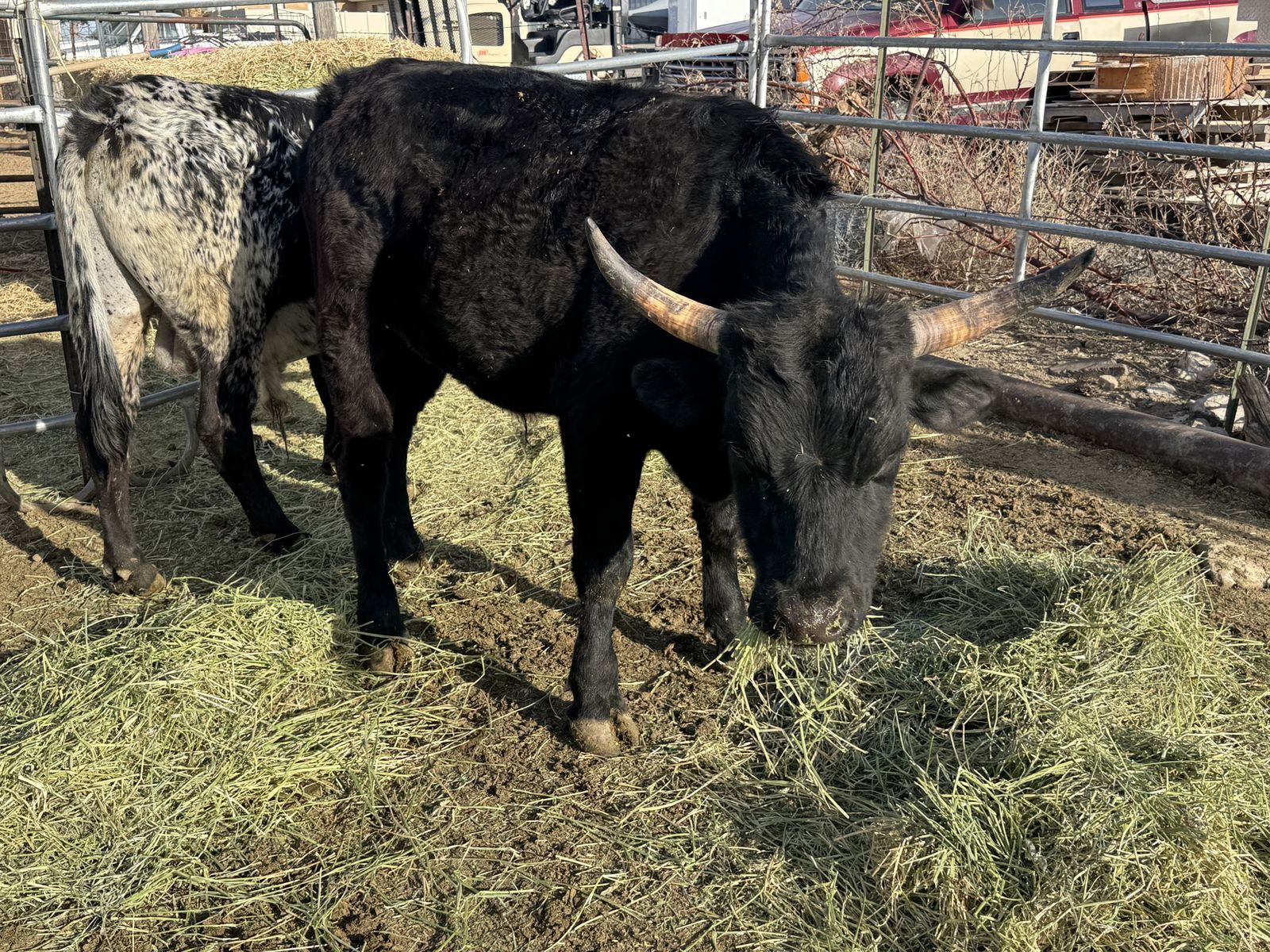 Corriente Cross Steers