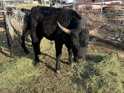 Corriente Cross Steers