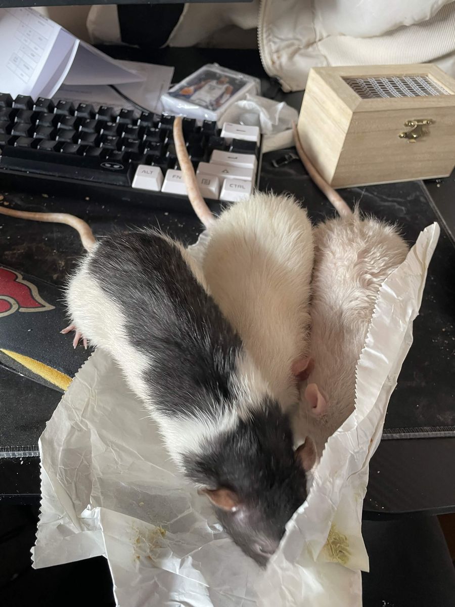 3 Rats & Cage