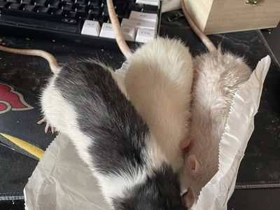 3 Rats & Cage