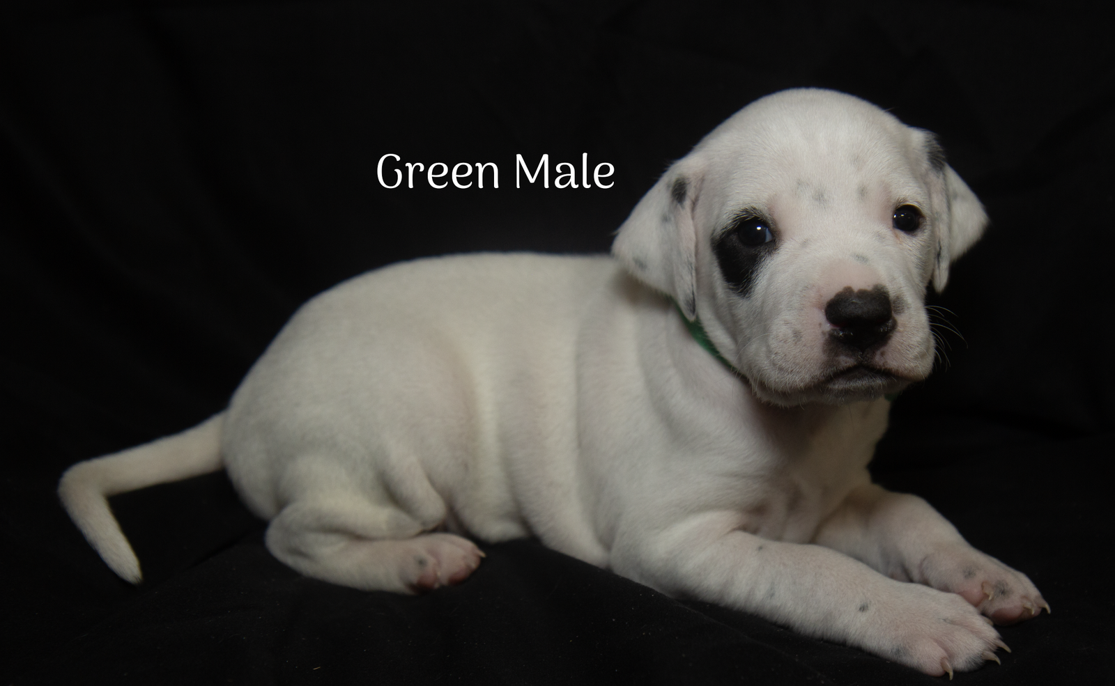 English Pointer Puppies