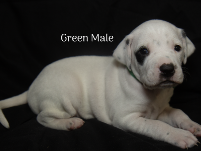 English Pointer Puppies