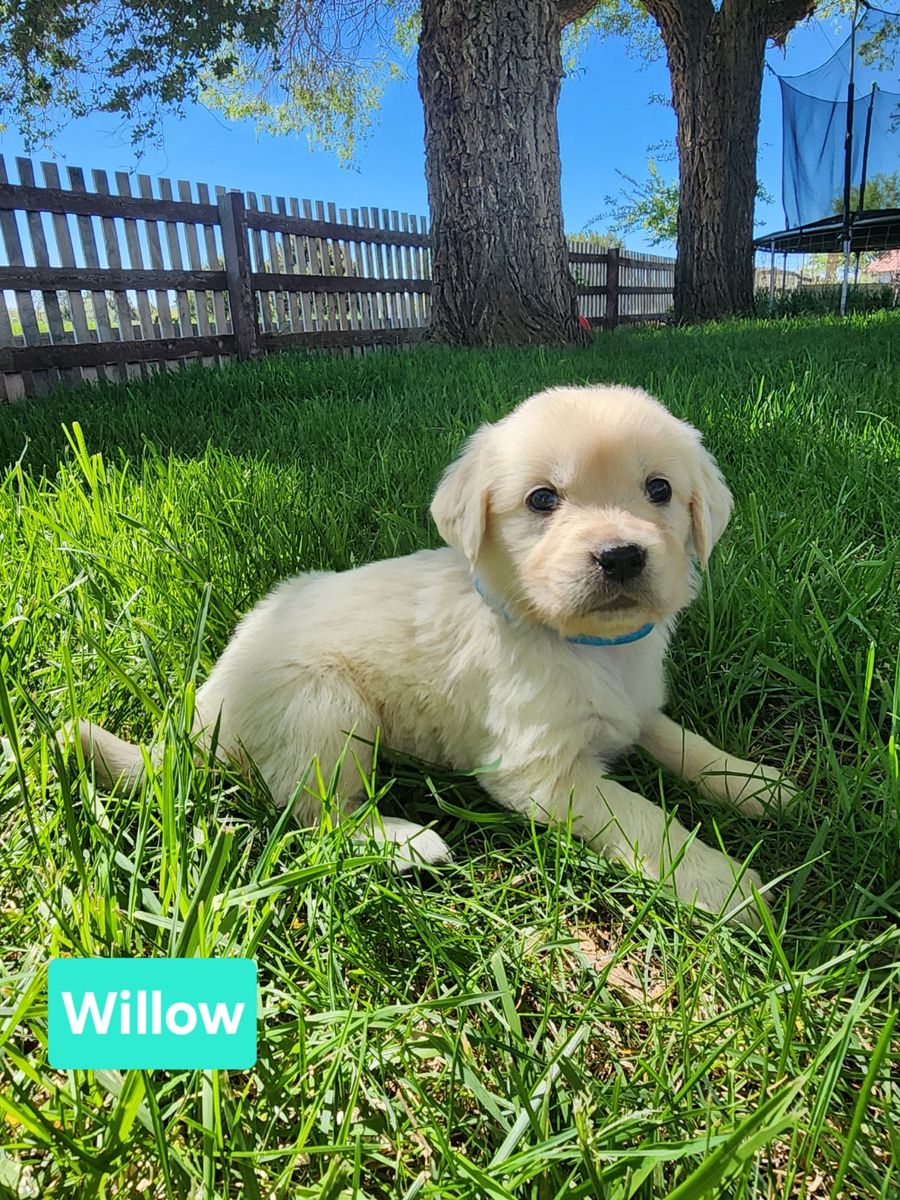English Cream Golden Retrievers