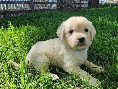 English Cream Golden Retrievers