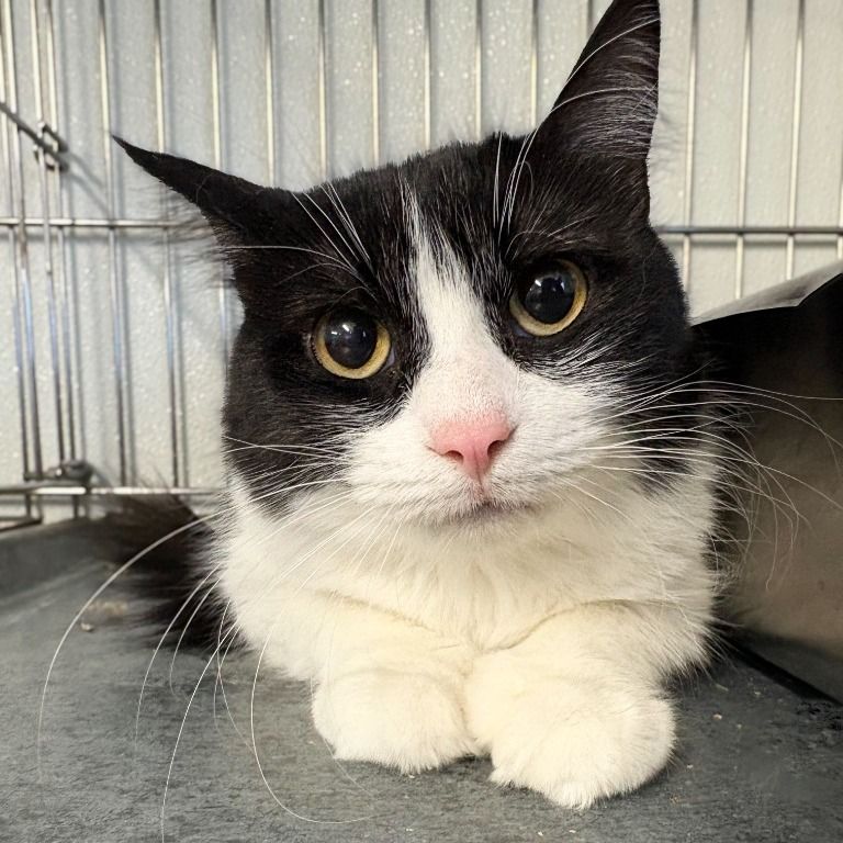 Hello my name is Maka