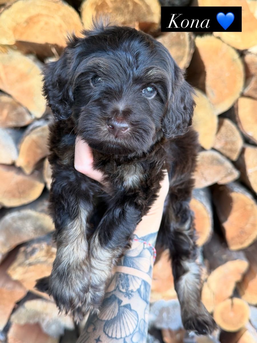 Micro Goldendoodle Bernedoodle