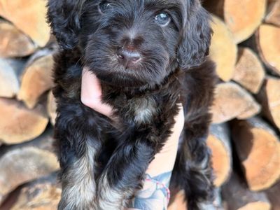 Micro Goldendoodle Bernedoodle