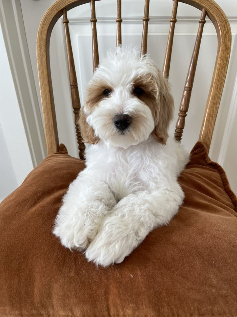 Sale!!!! Reduced Price!! Mini Goldendoodle boy