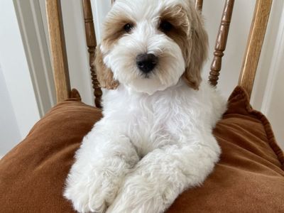 Sale!!!! Reduced Price!! Mini Goldendoodle boy