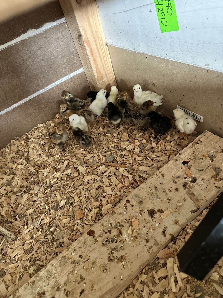 CHICKS!!!!