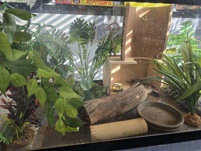 Reptile Home/Terrarium