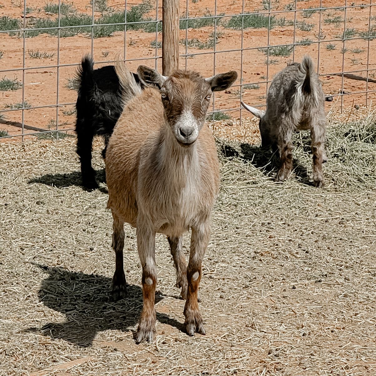 Blue Eyed Disbudded Pygmy Doe