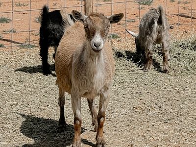 Blue Eyed Disbudded Pygmy Doe
