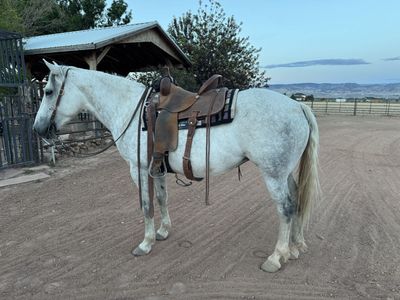 7 YO Grade Mare