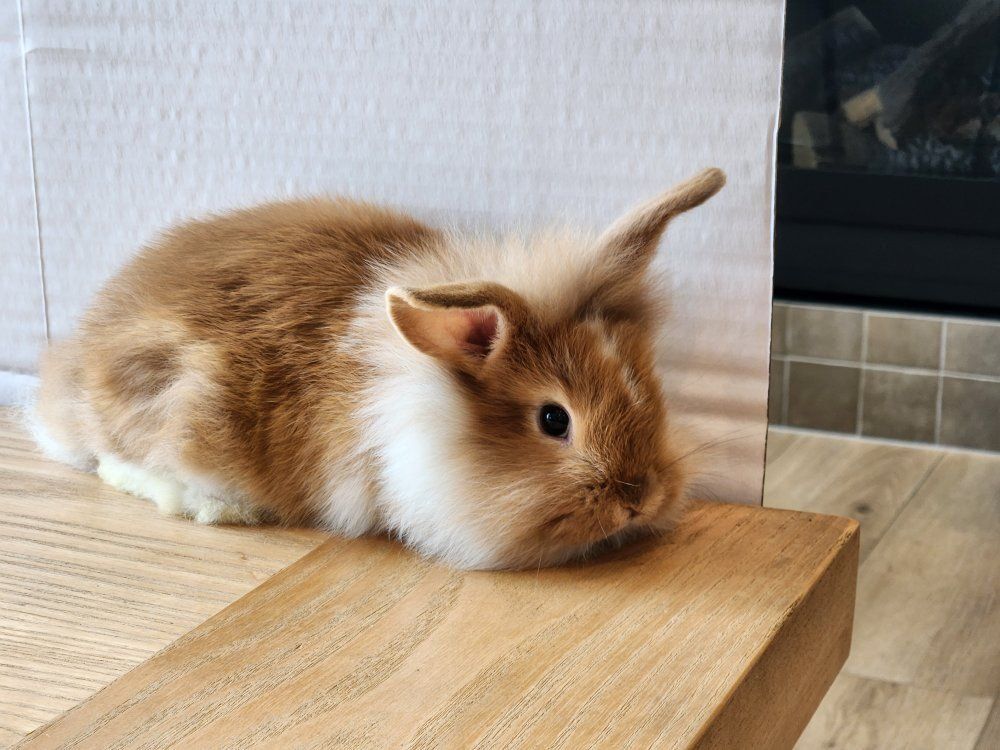 Lionhead mix baby bunnies