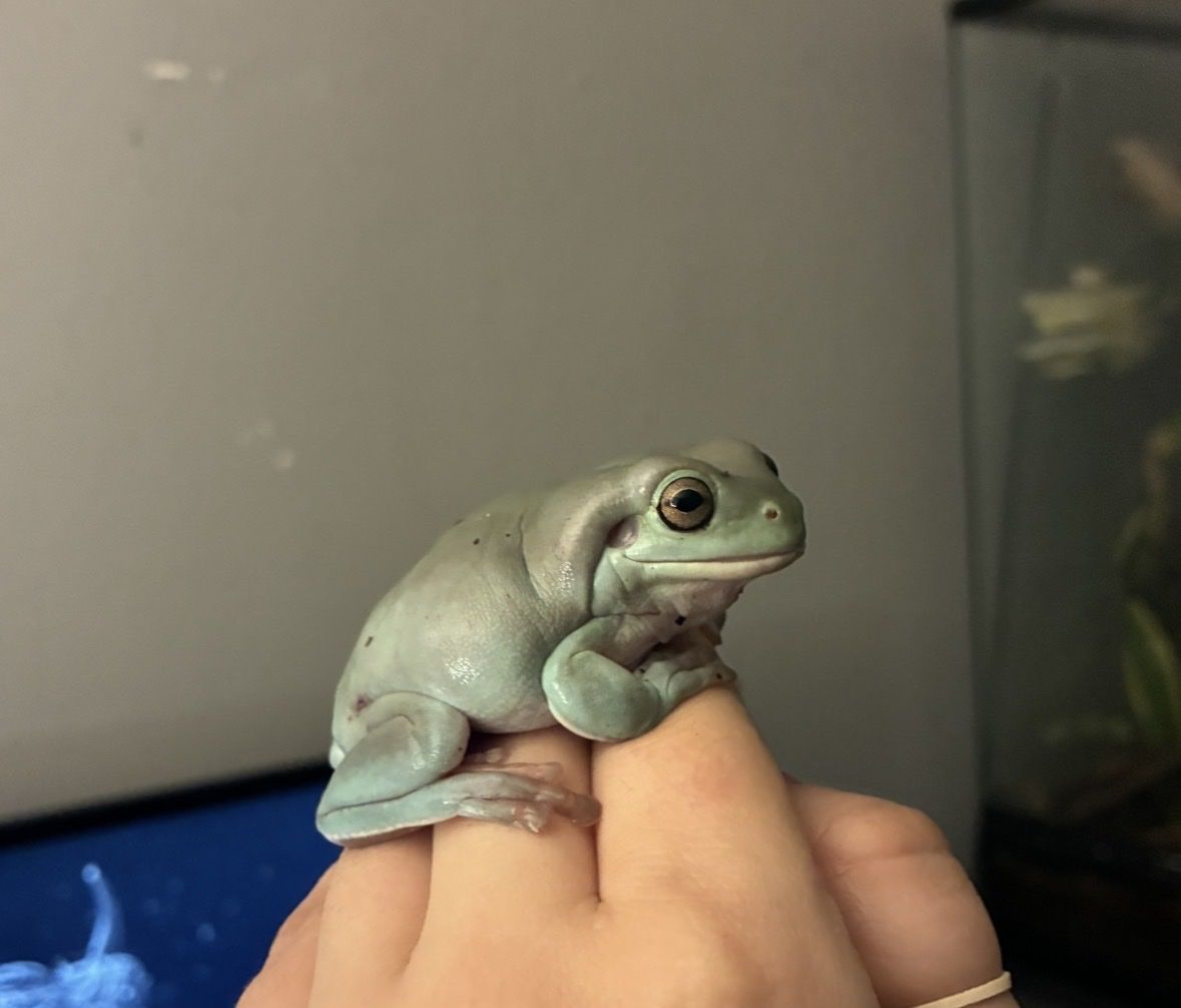 Whites tree frogs + bioactive terrarium! 