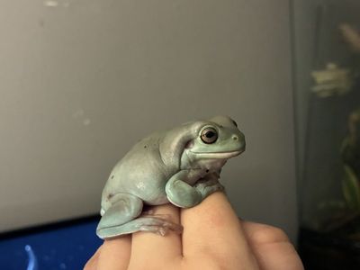 Whites tree frogs + bioactive terrarium!