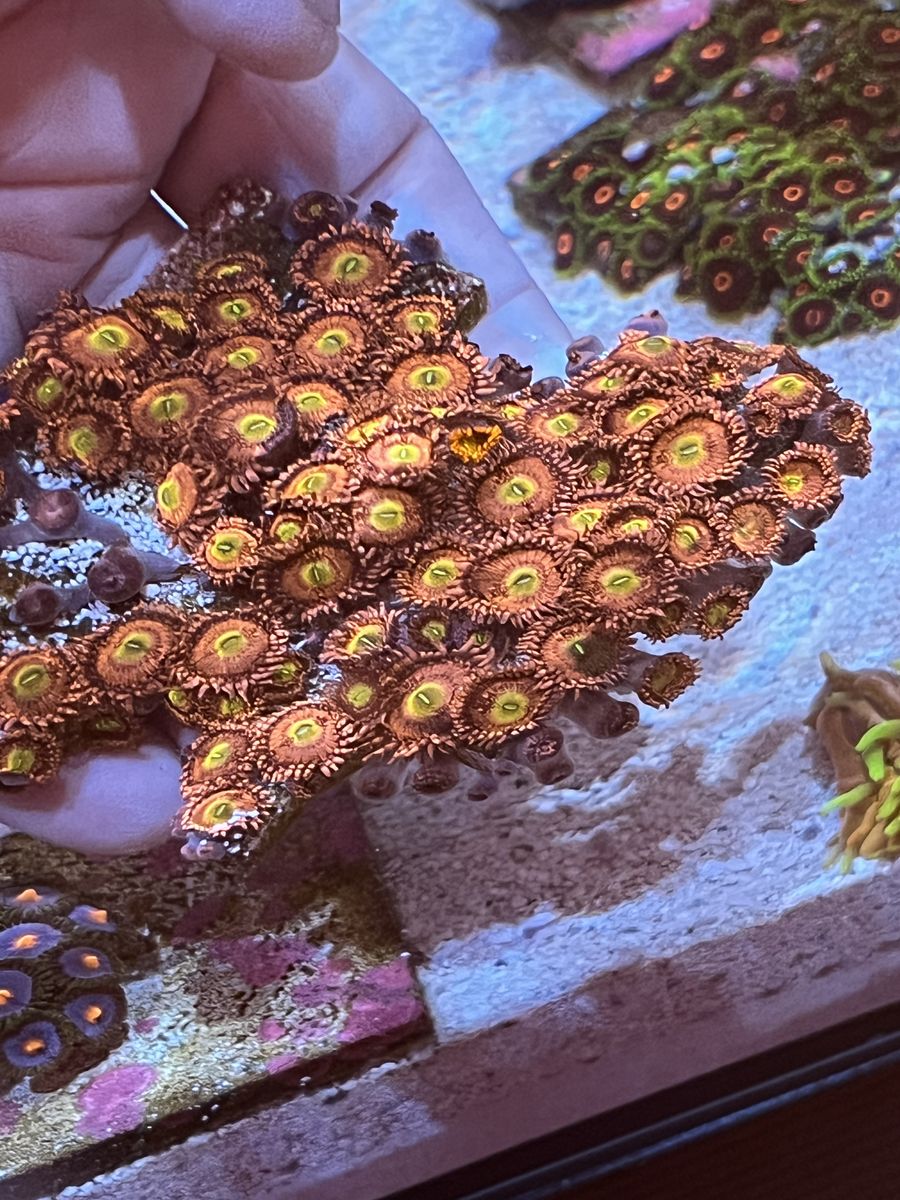 Coral Zoas