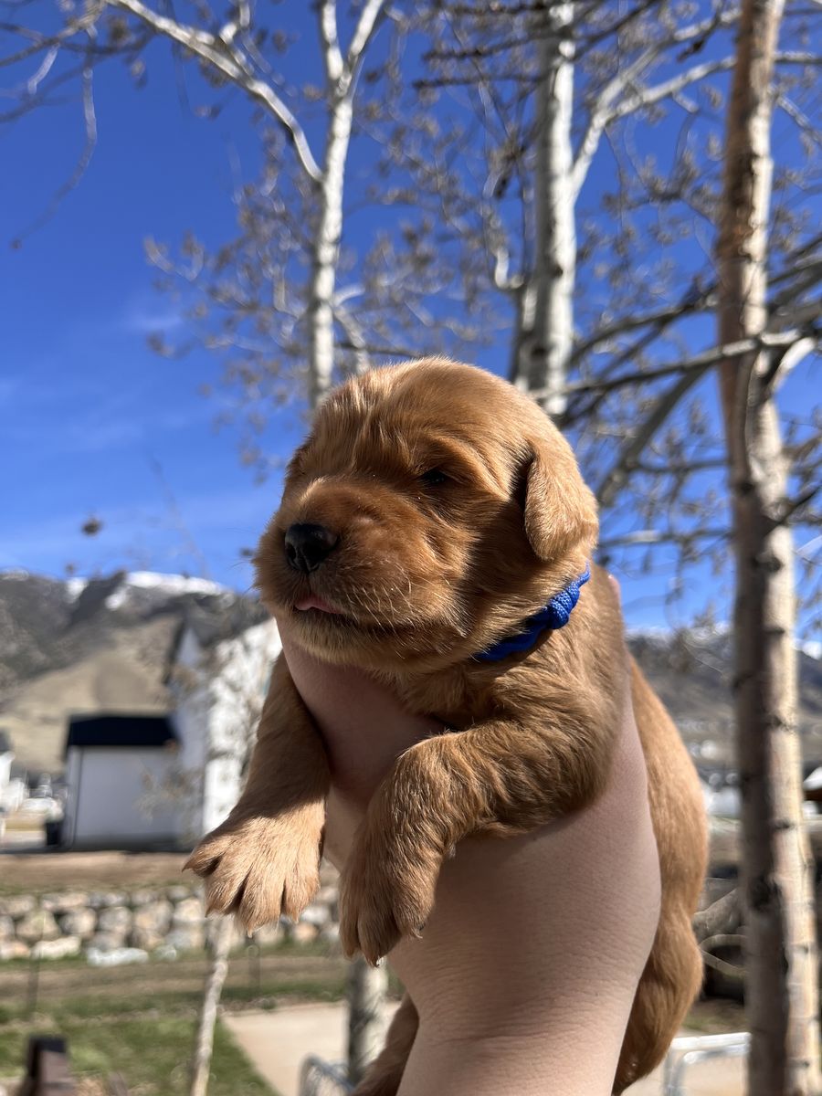 Golden Retriever Puppies AKC
