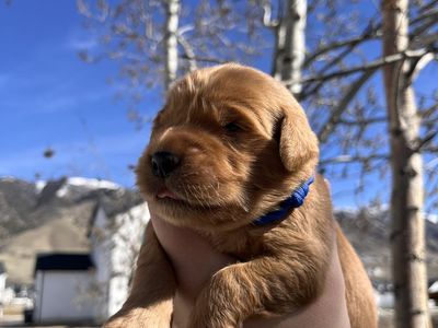 Golden Retriever Puppies AKC