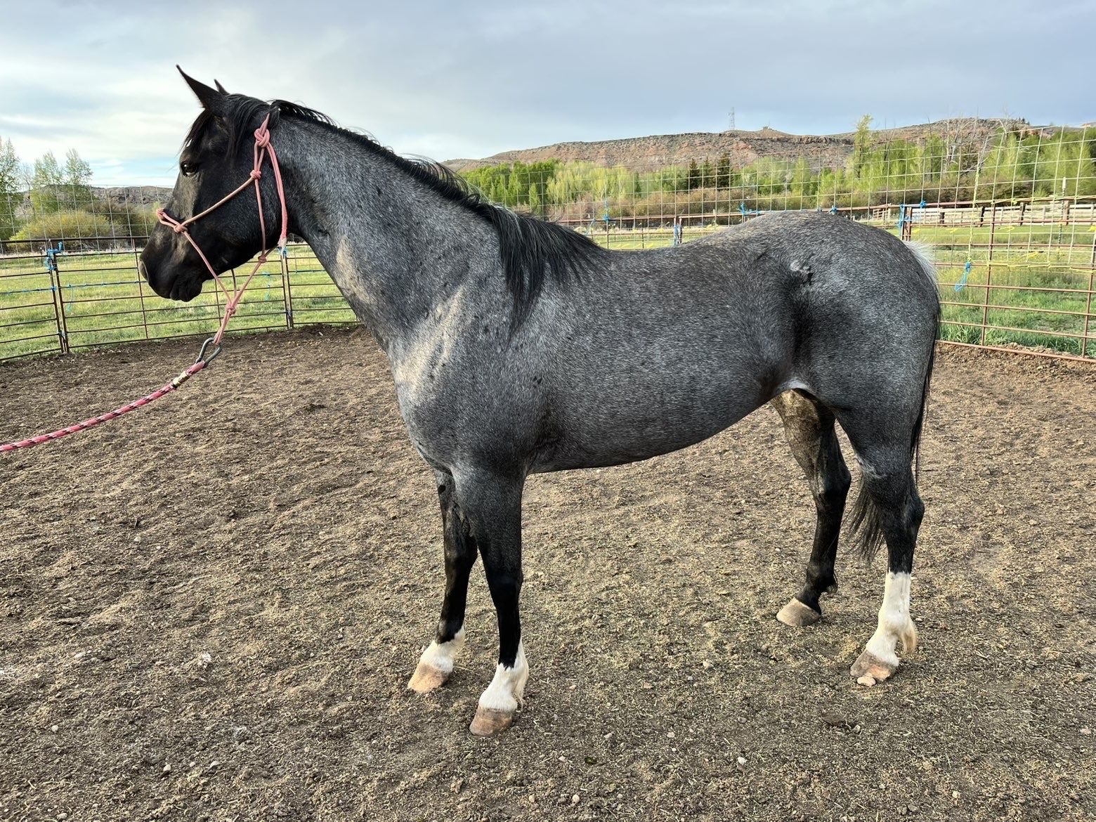 5 year old registered blue roan mare