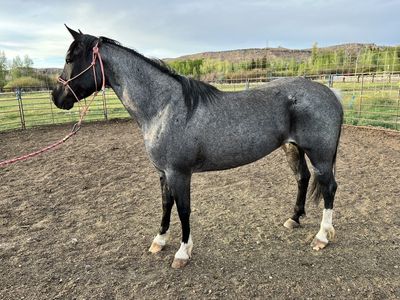 5 year old registered blue roan mare