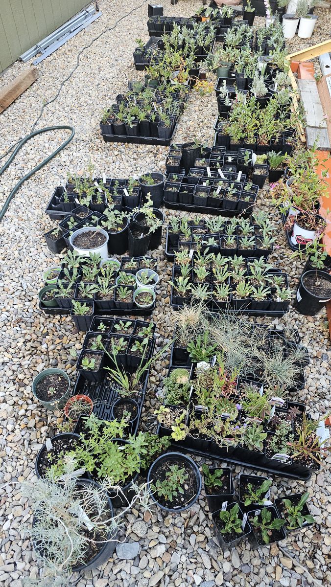 Native drought tolerant plants.