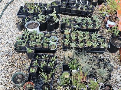 Native drought tolerant plants.
