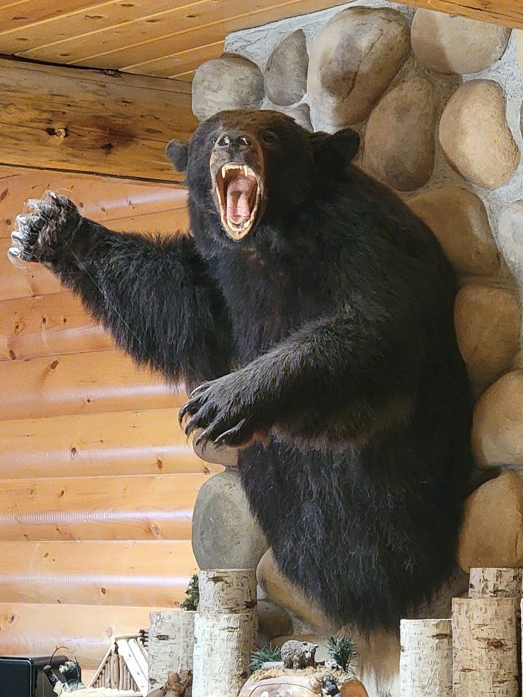 Bear Taxidermy Collection - Wall Mount, Full Scene & Bear Rug Mounts and more