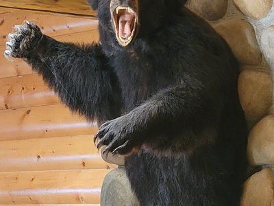 Bear Taxidermy Collection - Wall Mount, Full Scene & Bear Rug Mounts and more