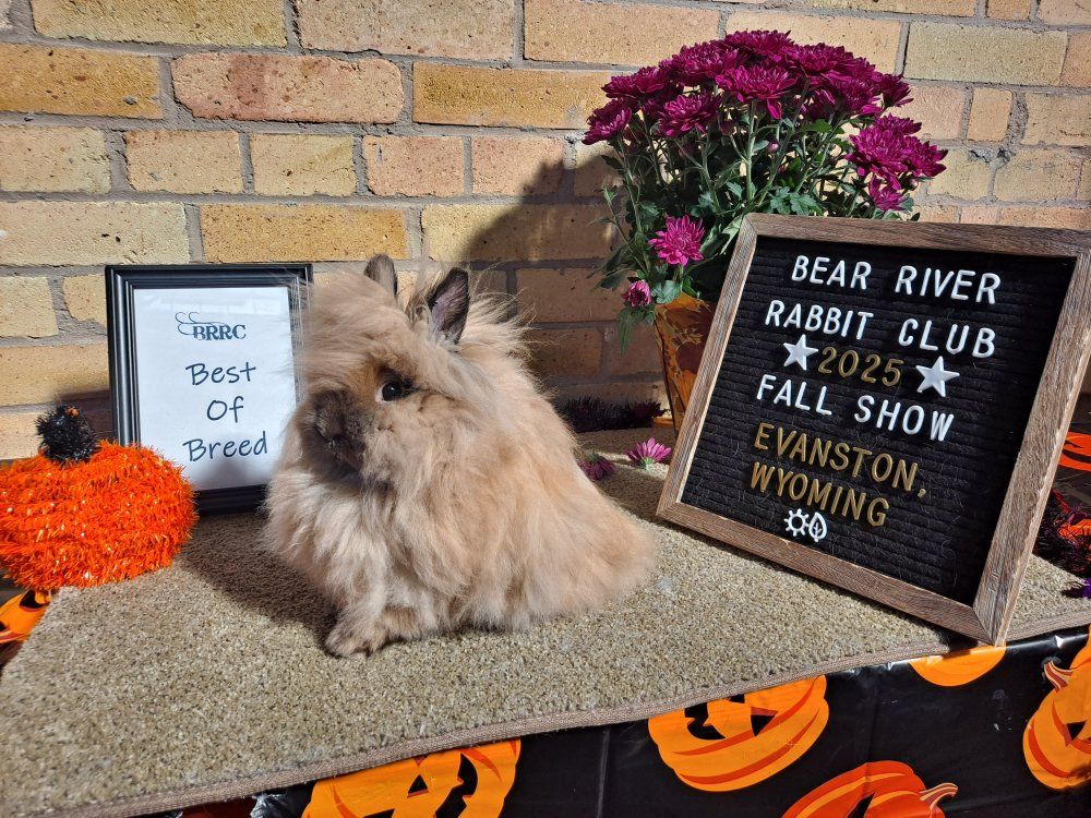 Purebred Lionhead Show Buck 