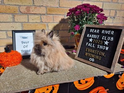 Purebred Lionhead Show Buck