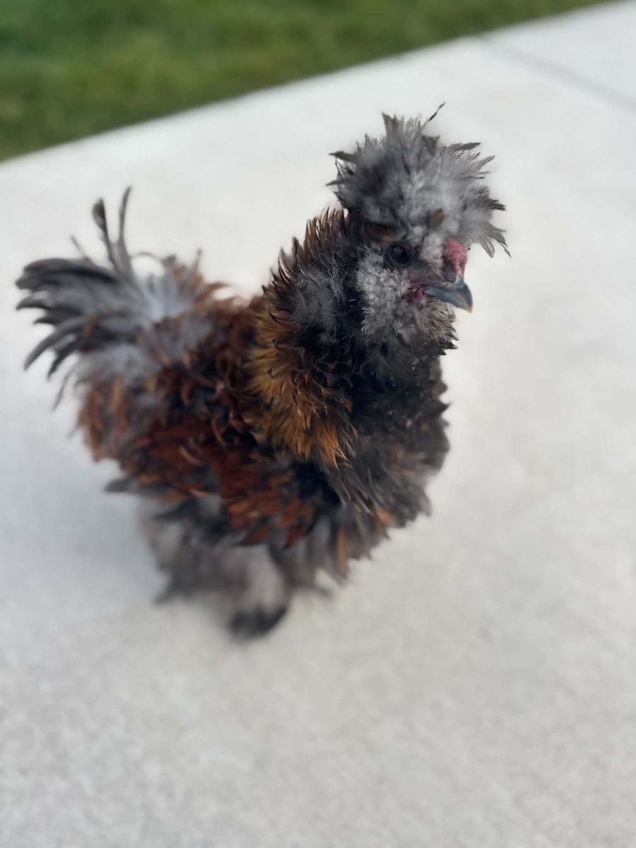 Silkie Roosters