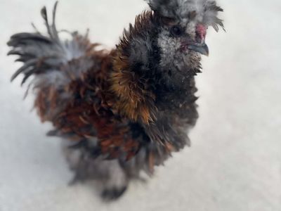 Silkie Roosters