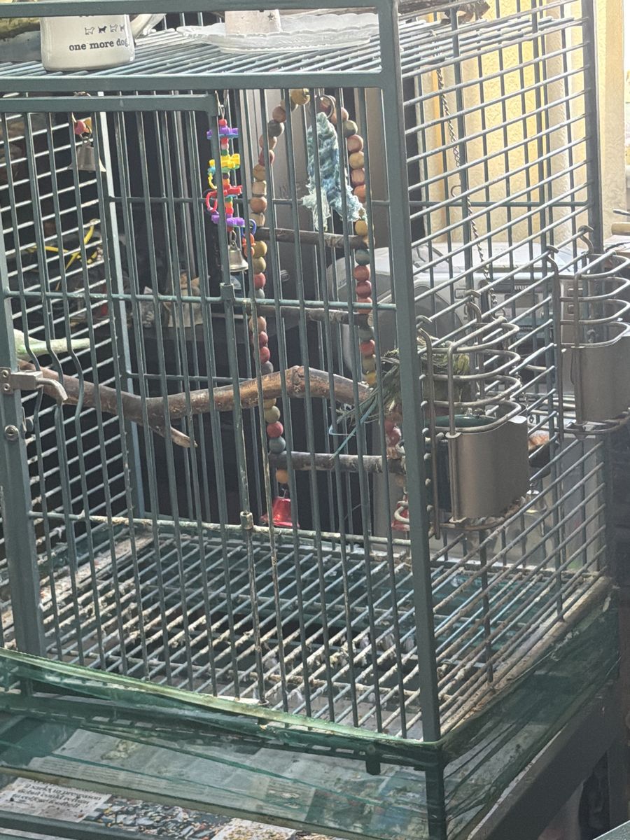 Mustached parakeet