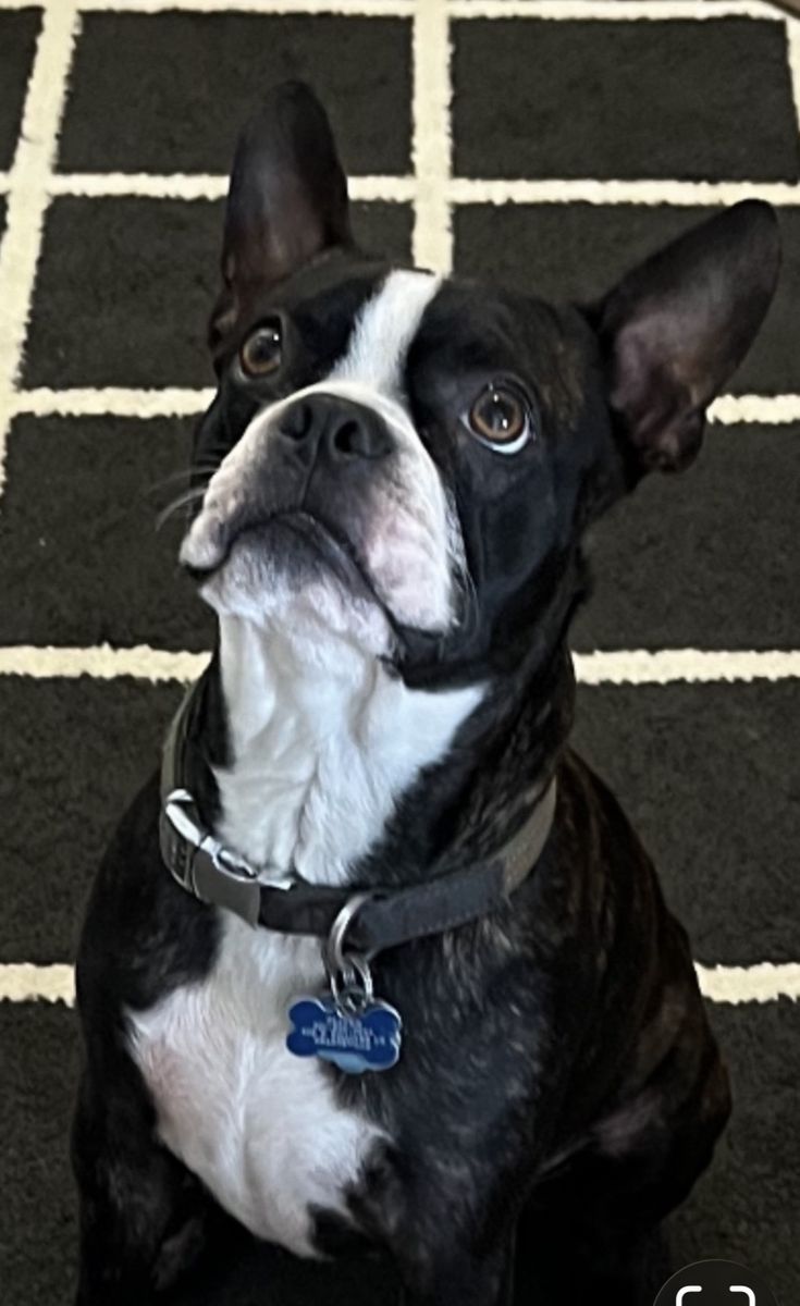 CKC Registered Boston Terrier-  Stud Only