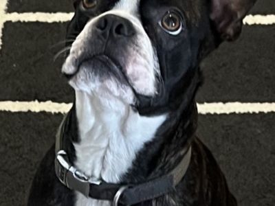 CKC Registered Boston Terrier- Stud Only