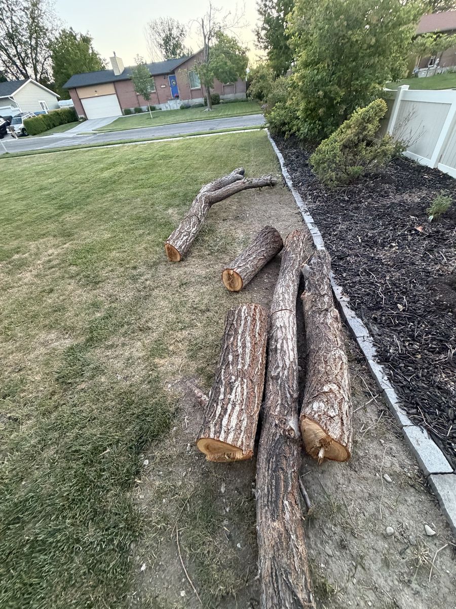 Tree logs/wood