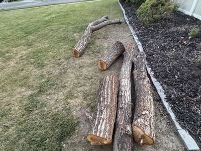 Tree logs/wood