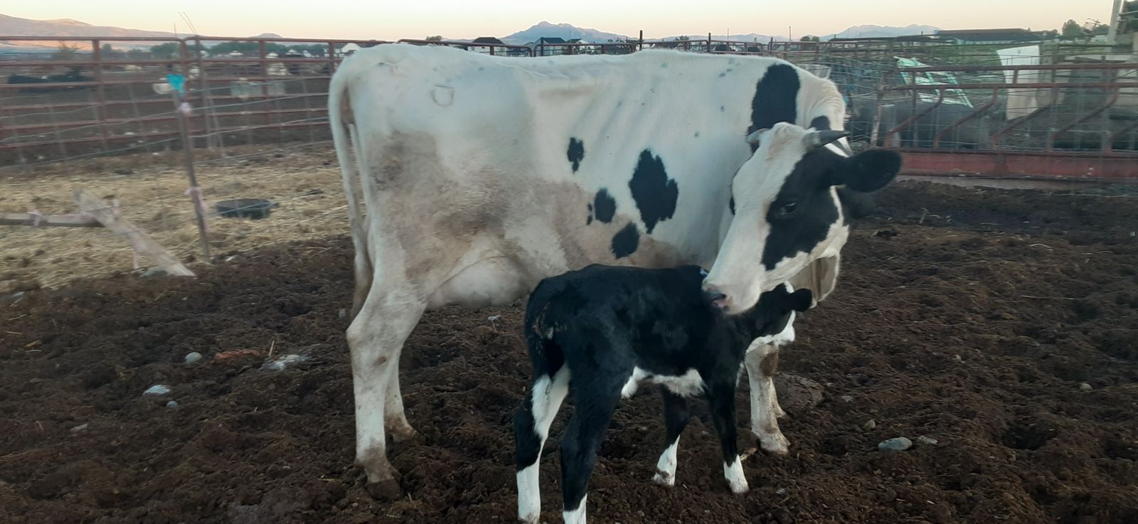 Young Holstein Cow Nurse Pair Bull Beef Calf Homestead