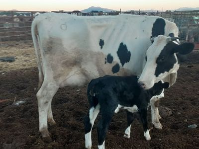 Young Holstein Cow Nurse Pair Bull Beef Calf Homestead
