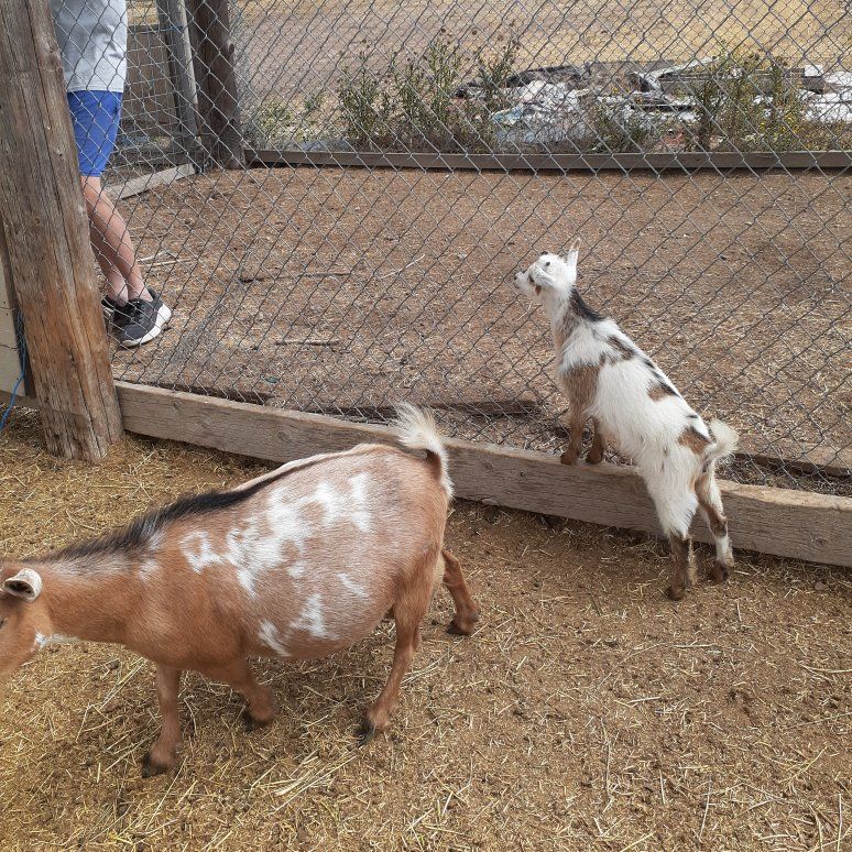 n.j dwarf goats
