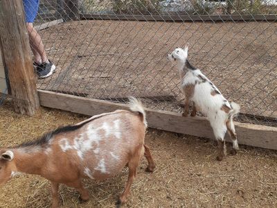 n.j dwarf goats
