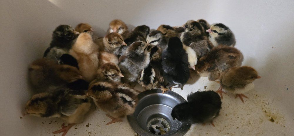 Hackle Bird Mix Chicks