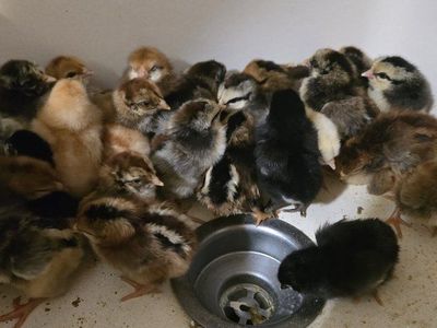 Hackle Bird Mix Chicks