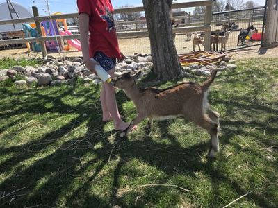 Alpine/ oberhasli doeling ( bottle baby)