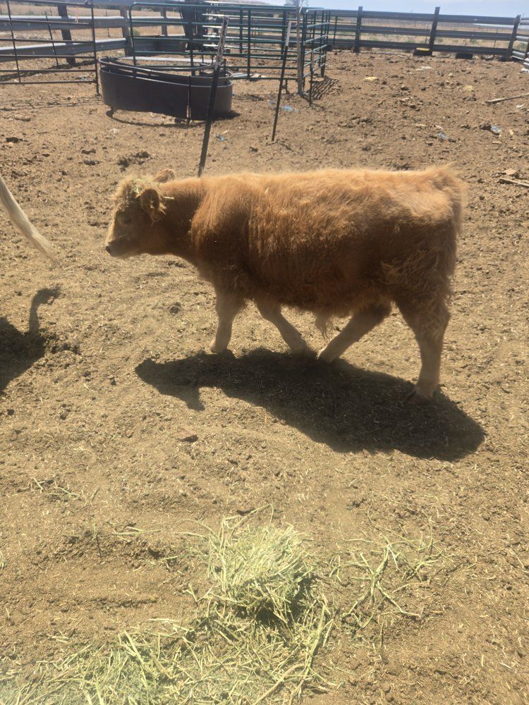 Scottish highland bull calf 5 months old